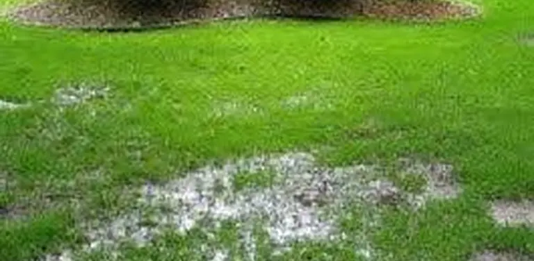 Garden before subsoil drain installation